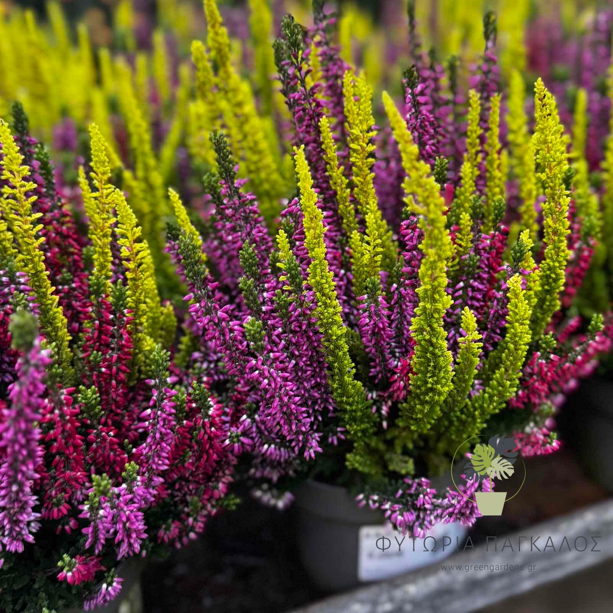Ρείκι (Calluna vulgaris) | Αειθαλής Ανθοφόρος Θάμνος για Γλάστρες & Κήπο - 3